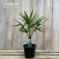 Winterharte Hanfpalme/ Trachycarpus fortunei/ 70-80 cm hoch Hessen - Rodenbach Vorschau