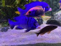 Malawi White Lips Aquarium Pflanzen Barsche Jungtiere Nordrhein-Westfalen - Solingen Vorschau