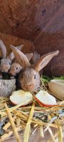 Kaninchen zu verkaufen Niedersachsen - Emden Vorschau