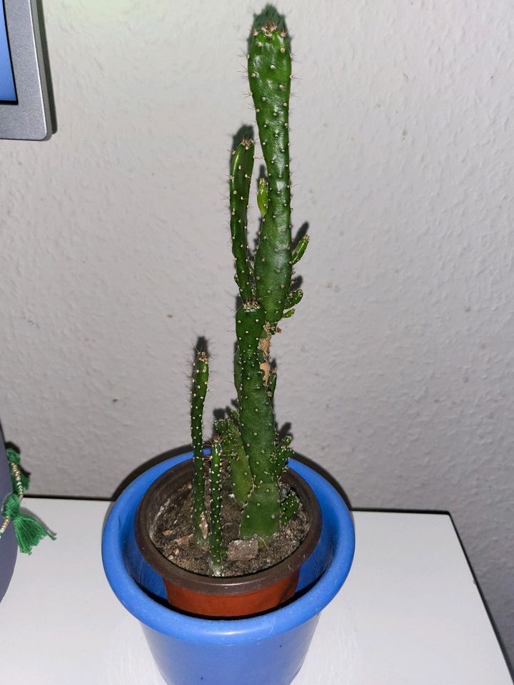 Kaktus, Zimmerpflanze mit Übertopf, cactus in Bielefeld