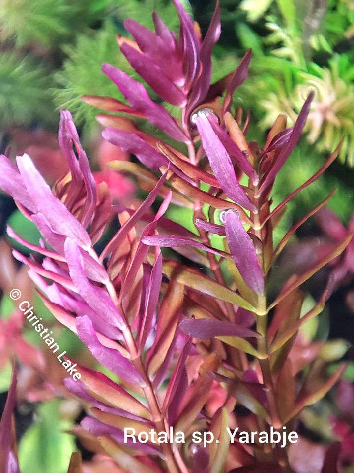 ⭐☘️❗⭐RED STAR⭐NEUHEIT ❗Rotala sp. Yarabje Rare Selten in Meppen