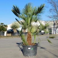 Zwergpalme "Chamaerops Humilis" (Nr.23) +/-160cm Nordrhein-Westfalen - Oberhausen Vorschau