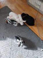 Kaninchen Mama und Babys Niedersachsen - Salzgitter Vorschau