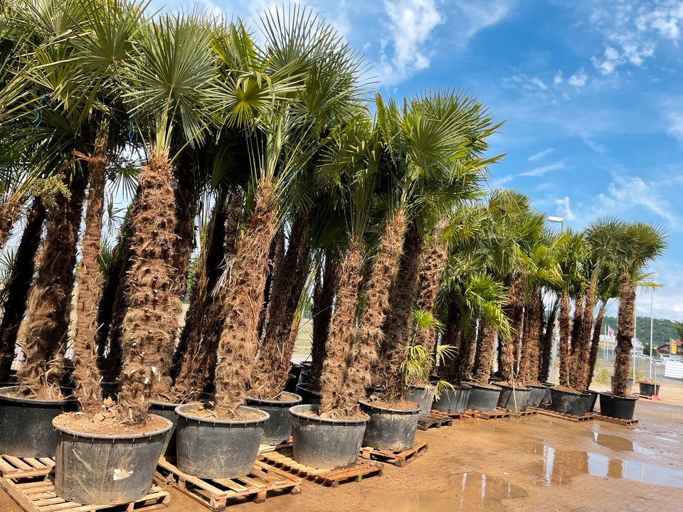 Trachycarpus 2er Multistamm Mehrstämmige Palme Fortunei in Ettenheim