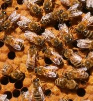 Honig von Hobbyimkerin aus Lappersdorf Bayern - Lappersdorf Vorschau