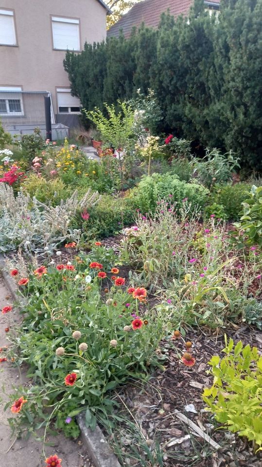 Gartengestaltung, Gartenbau in Dresden