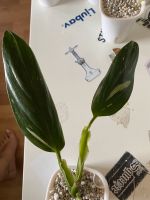 Philodendron Cobra Nürnberg (Mittelfr) - Schweinau Vorschau