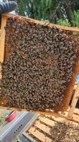 Bienenvolk, Wirtschaftsvolk Segeberger 1,5  Rämchen Niedersachsen - Salzgitter Vorschau