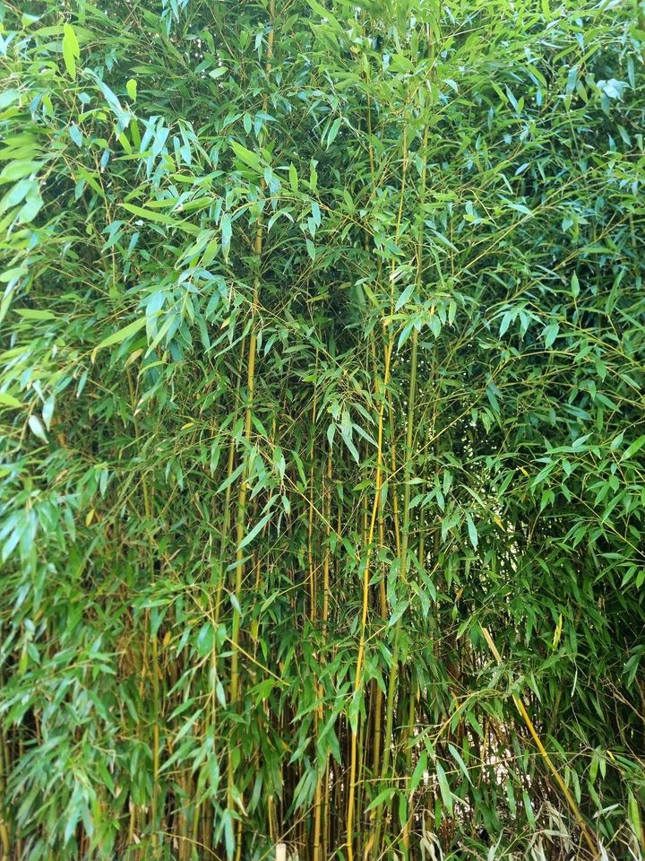 Bambusstämme bis zu 4m länge d: 1-5cm in Bremerhaven