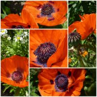 Staudenmohn,Samen Mohn rot, winterhart+mehrjährig, Insektenmagnet Niedersachsen - Bomlitz Vorschau