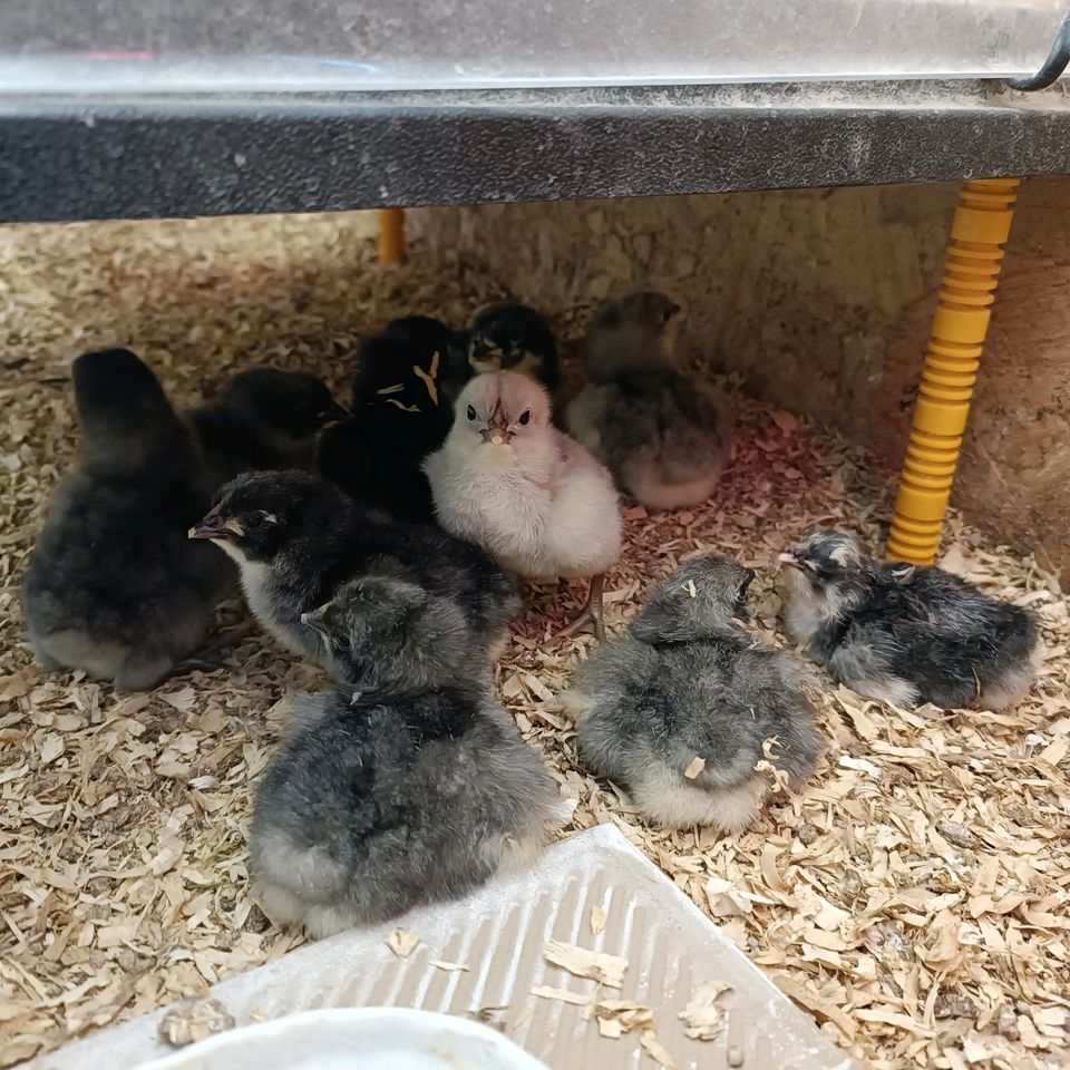 Hühner Hähne Küken Jungtiere Grösste Hühnerrasse der Welt Gersey Giants 100% reinrassig in Küstriner Vorland