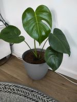 Monstera Deliciosa Fensterblatt mit Topf Altona - Hamburg Bahrenfeld Vorschau