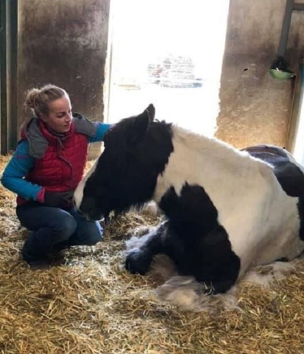 Reiten Angstreiter Coaching Therapie Pferd Reiter in Bamberg