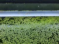 Wir geben wieder Wasserpflanzen ab Thüringen - Erfurt Vorschau