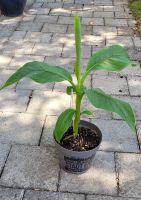 Bananenbaum Pflanze Musa Banjoo bis -15 Grad winterhart Garten Bayern - Wallerfing Vorschau
