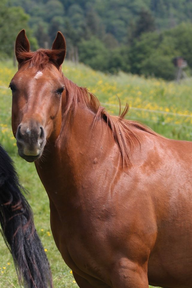 3 jährige Quarter Horse Stute in Fell