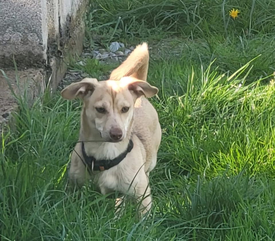 Floh Mischling Welpe Rüde in Geslau