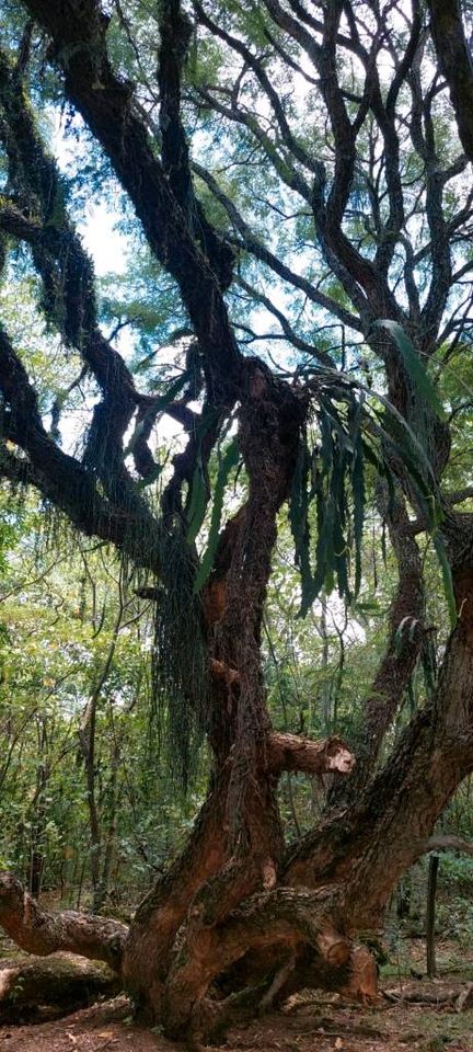 Grundstück mit 10,75 Hektar in Yatayty del Guaira Paraguay in Burkhardtsdorf