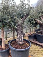 449€* Olivenbaum mit sehr kräftigem Stamm Aachen - Aachen-Brand Vorschau