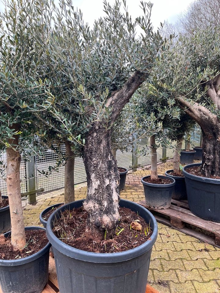 449€* Olivenbaum mit sehr kräftigem Stamm in Aachen