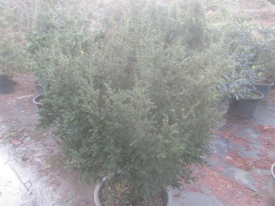 Zwergeibe - Taxus baccata 'Rushmore' 100-120 cm groß, Stamm 5 cm in Soltau