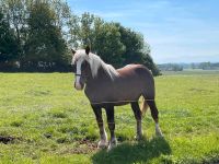 Noriker Wallach Bayern - Steinhöring Vorschau