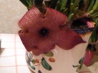 Stapelia gigantea Pflanzen - Ascleps Kaktus, Orchidee der Wüste Niedersachsen - Stolzenau Vorschau