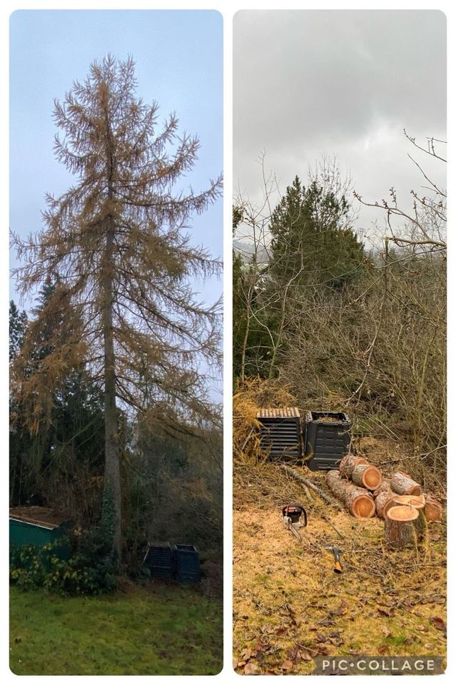 Baumservice Baumpflege Baumfällung Baum fällen Wurzelfräsen Holz in Radebeul