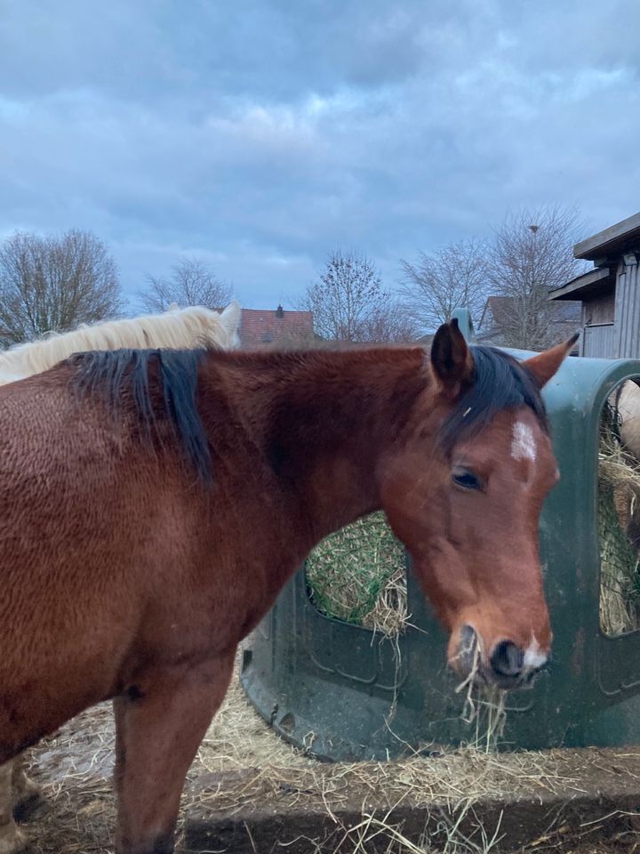 Quarab QH - Araber Quater Horse Stute Schmusebacke in Kall