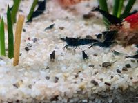 Neocaridina davidi topas Blue Topas Garnelen blau schwarz Bayern - Eckental  Vorschau