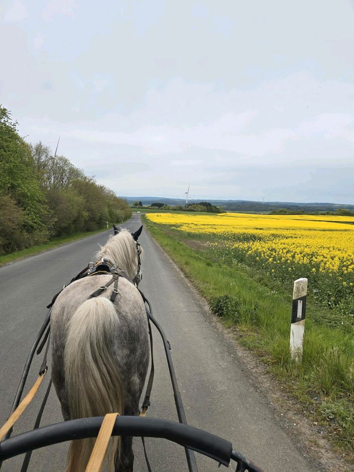 Fahrpony Spanier Stute Pony in Lauterbach (Hessen)