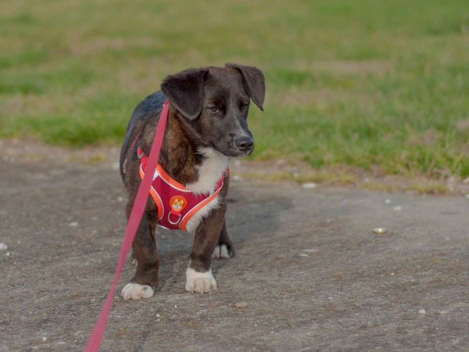 Tierschutz - junges Mädchen Bibi sucht ein Zuhause in Düsseldorf