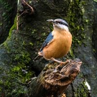 Suche Pacht-Garten um Singvögel und Nützlinge zu unterstützen Baden-Württemberg - Lörrach Vorschau