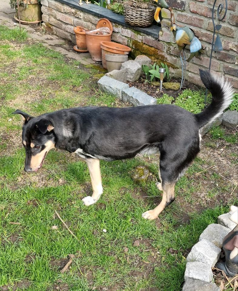 Dylan - Rüde mit Handicap sucht ländliches Zuhause ❤️ in Grevenbroich