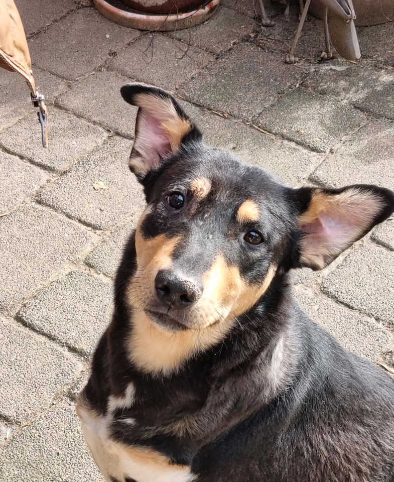 Dylan - Rüde mit Handicap sucht ländliches Zuhause ❤️ in Grevenbroich