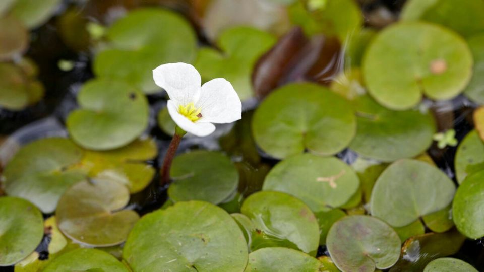 Wasserpflanzen, Teichpflanzen Krebsschere Wasserfeder in Kiel