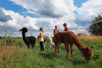 Kindergruppe "Tierisch was los" - mit Pferden, Alpakas & Lamas Niedersachsen - Worpswede Vorschau