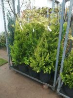 Gelbe Zypresse Chamaecyparis lawsoniana Ivonne 100-120cm Nordrhein-Westfalen - Simmerath Vorschau