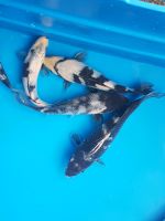 Koi  , Butterflys  ,  Teichfische  , Butterfly ab 18 Euro Sachsen - Markkleeberg Vorschau