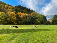 Färsenaufzucht Rinderaufzucht Jungviehaufzucht Nordrhein-Westfalen - Schmallenberg Vorschau