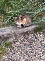 Britisch europäische Kurzhaar Mix Katze Nordfriesland - Westre Vorschau