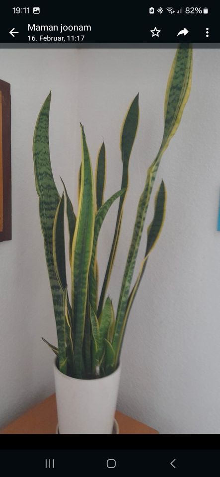 Sansevieria trifasciata Laurentti Zimmerpflanze in Mülheim (Ruhr)