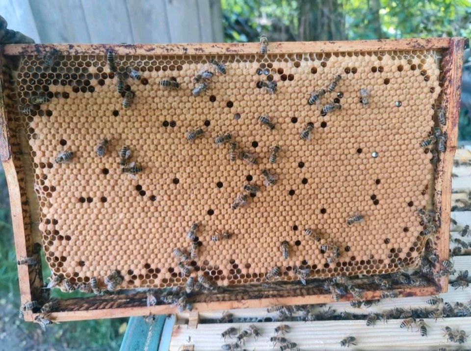 Ableger Deutsch Normal, Bienenvolk, Bienenableger in Dortmund