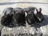 Mini Baby Zwerghasen Zwergkaninchen Löwenköpfchen Farbenzwerg Bayern - Osterberg Vorschau