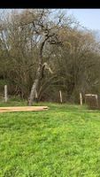 Baumschnitt Baumfällung Baumdienst Obstbaumschnitt Nordrhein-Westfalen - Beverungen Vorschau