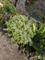 Japanischer Spindelstrauch Garten Immergrün Eimsbüttel - Hamburg Lokstedt Vorschau