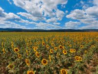 Sonnenblumenkerne Sachsen-Anhalt - Thale-Westerhausen Vorschau