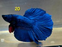 Betta splendens Halfmoon Kampffisch Männchen Dortmund - Aplerbeck Vorschau