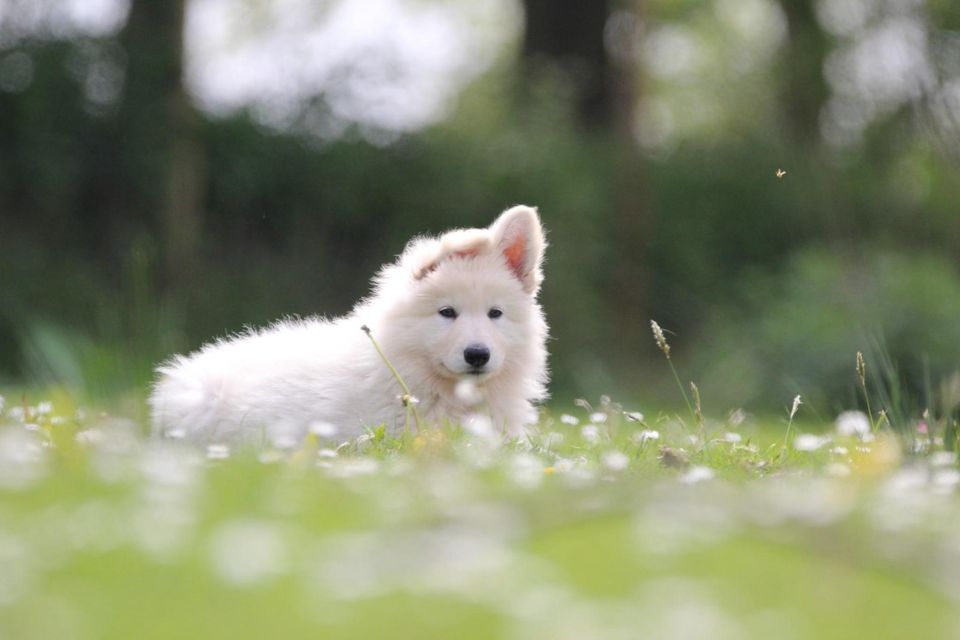 Weißer Schäferhund Welpe Hündin Langstockhaar geb. 20.03.2024 in Schrum