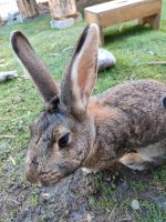 Zwei Kaninchen wegen Platzmangel abzugeben Bayern - Surberg Vorschau
